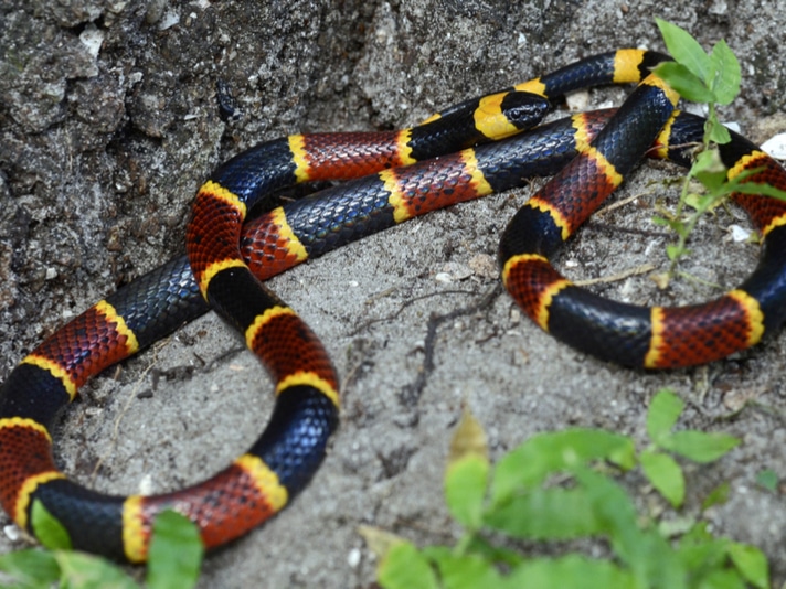 Alabama Man Fights For His Life After Coral Snake Bite