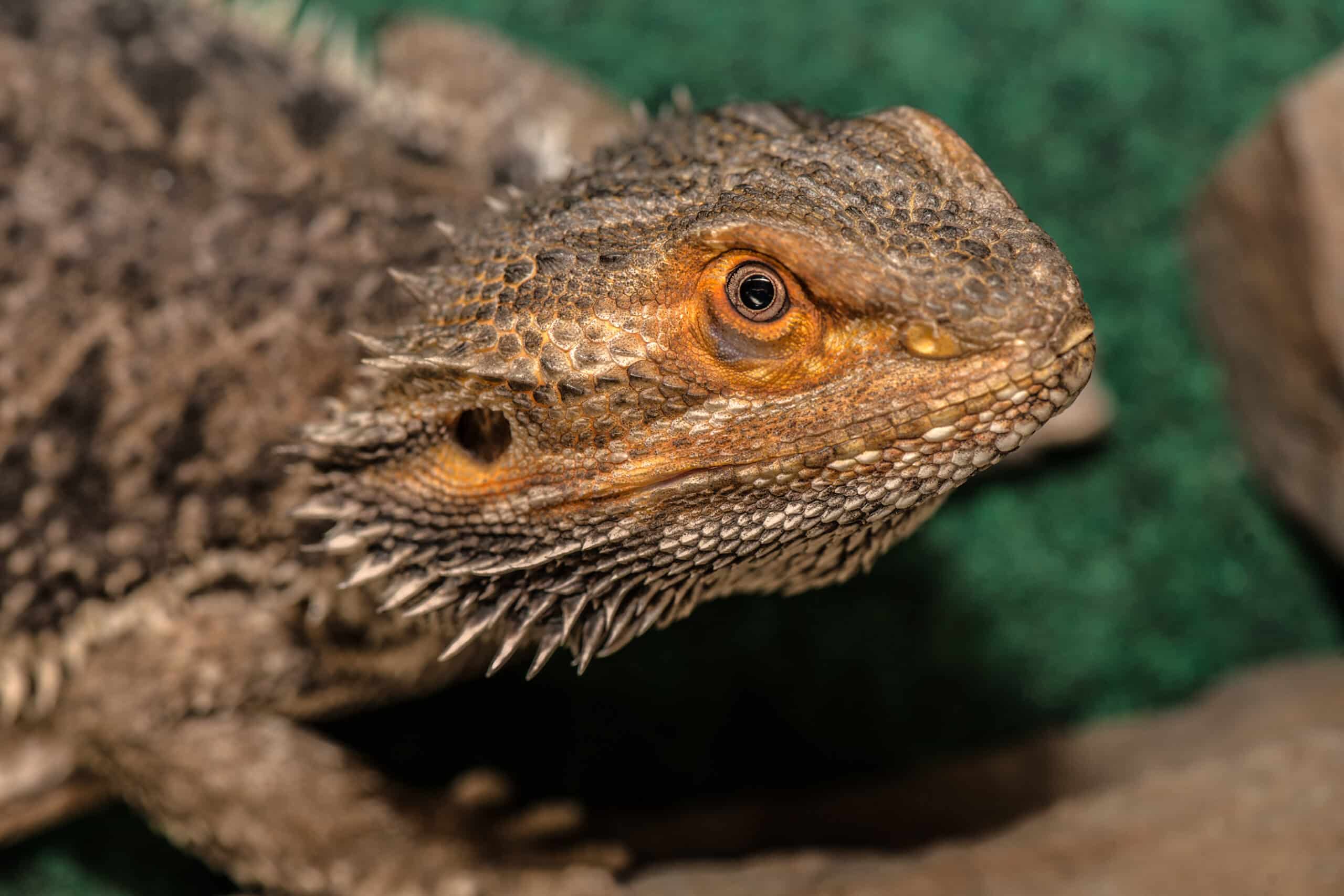 red and black bearded dragon