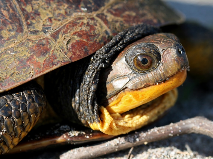 Support Blanding's Turtle Restoration By 'Adopting' One