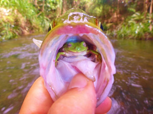 Treefrog In Fish's Mouth Photo Generates 5 Million Views On REPTILES Facebook Page