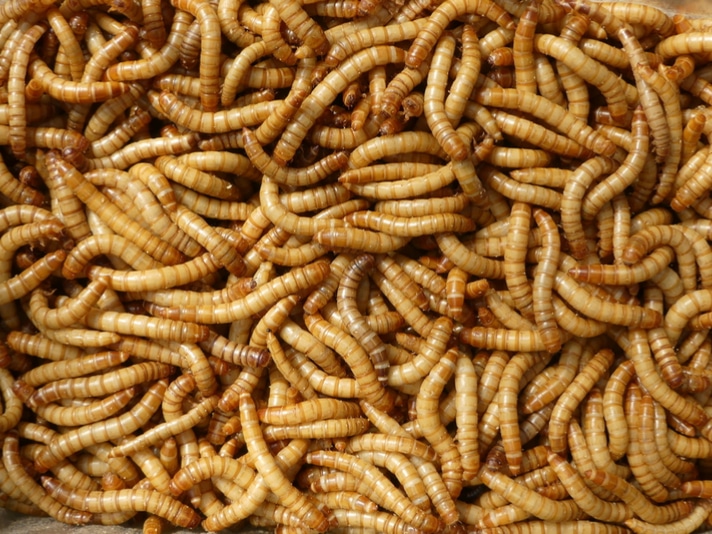 Mealworms Shutterstock 747545851