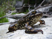Mountain Yellow-Legged Frog Recovery Effort Experiences Challenges