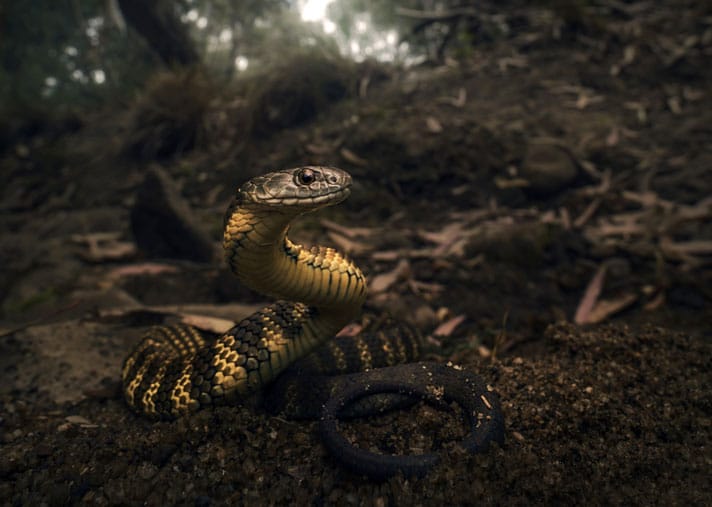 Aussie Snake Catcher Removes Venomous Tiger Snake Stuck In Beer Can
