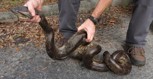 Two Green Anacondas Found On Florida’s Space Coast