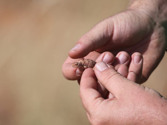 Invasive Species And Climate Change Threaten Australia’s Reptiles