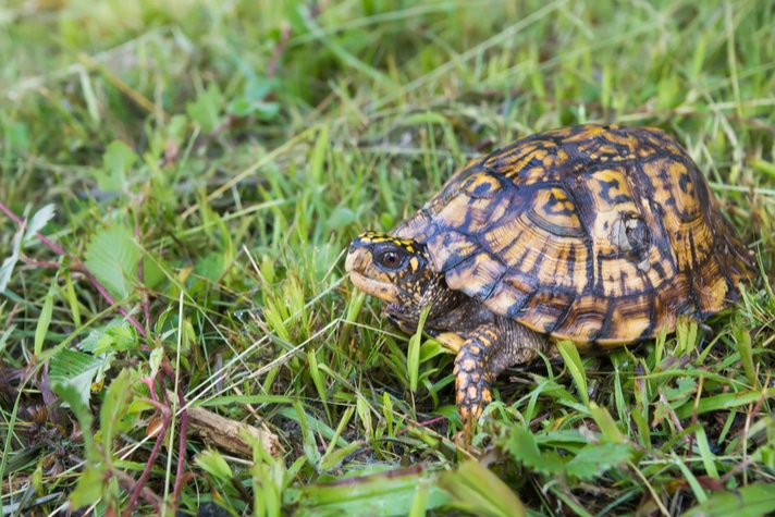 Three-toed Box Turtle Care Sheet