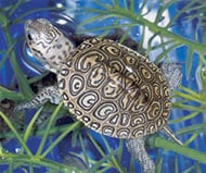The Mighty Terrapin