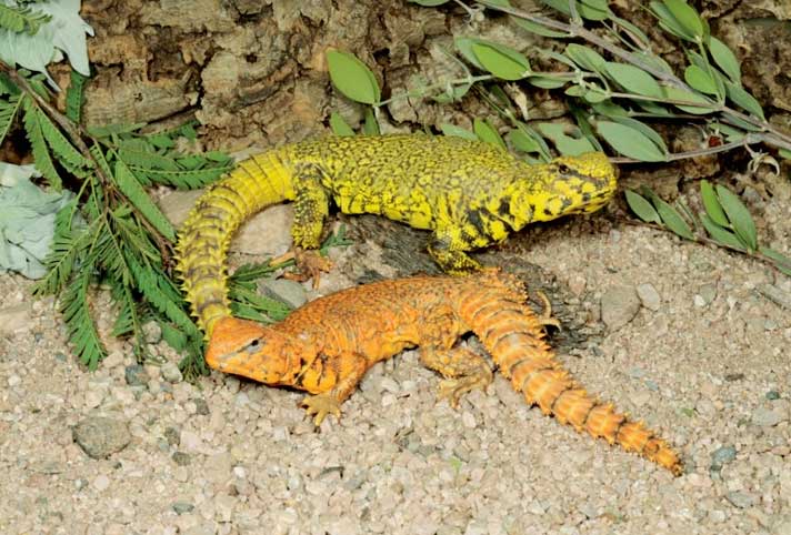 Herp Queries With Bill Love: Can The Uromastyx Become As Popular As The Bearded Dragon?
