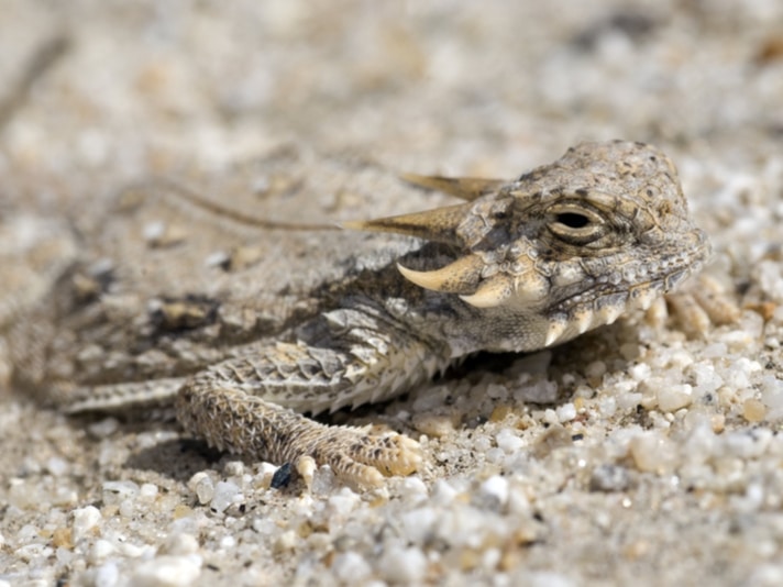 Flat-tailed Horned Lizard Stops Construction Of Solar Energy Facility In California