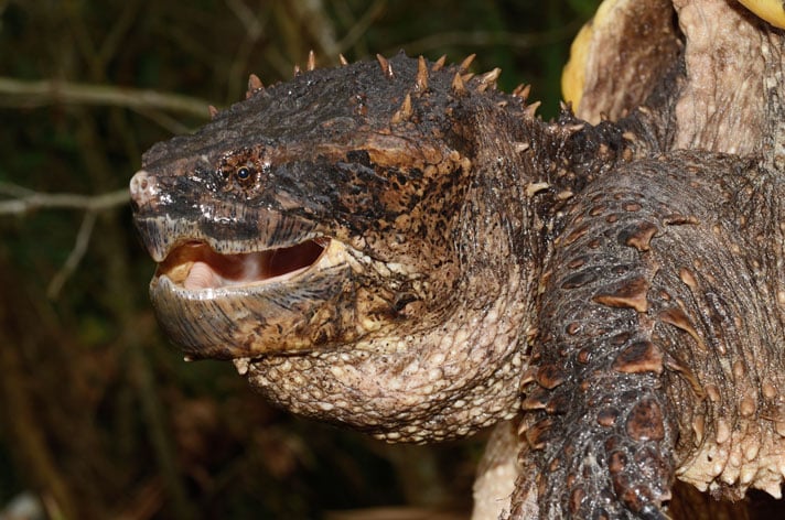 Herp Queries: How Powerful Is The Snapping Turtle Bite?