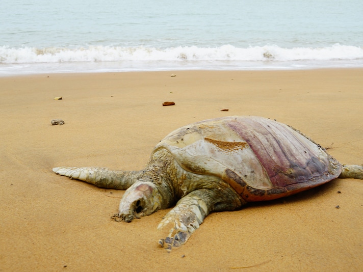 Hundreds Of Sea Turtles Die In Southwest Florida