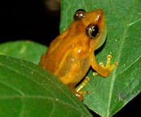 Puerto Rico's Coqui Llanero Treefrog Recommended For Endangered Species List