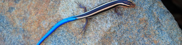 Blue Tailed Skink Shutterstock 446407597
