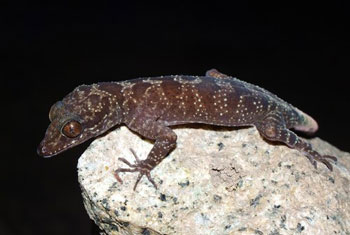 New Gecko Species From Vietnam Discovered