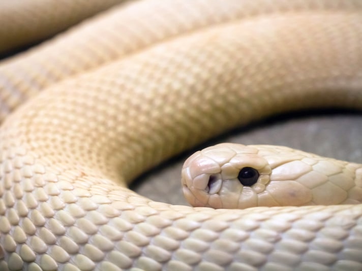 Captured: Albino Monocled Cobra On Loose In Southern California