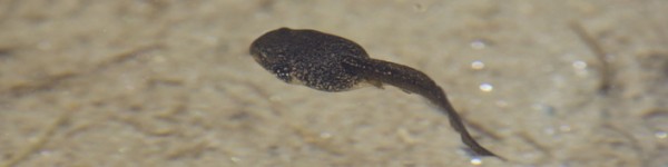 Tadpole Greta6