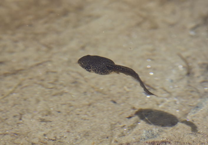 Tadpole Tail Regeneration Cells Discovered