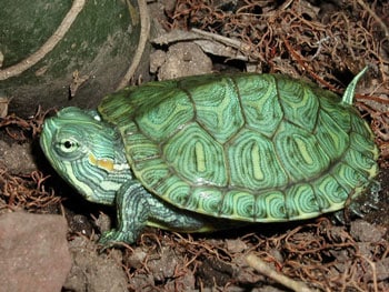 Illegal Red Eared Slider Turtle Sales Continues In L.A.’s Chinatown And Fashion Districts