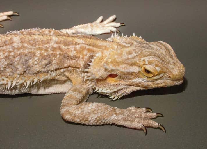 Five Popular Lizards And Five Medical Conditions Each May Experience