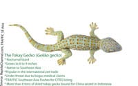 Tokay Geckos Self Clean Their Feet To Keep Them Sticky
