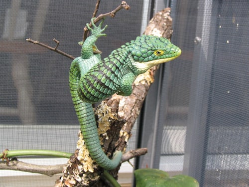 Abronia Arboreal Alligator Lizard