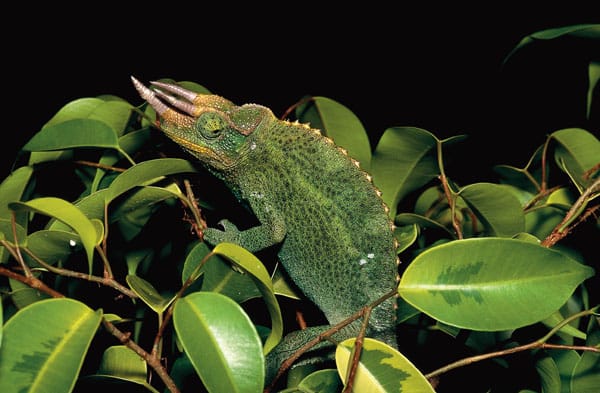 Expert Tips On Keeping The Jackson's Chameleon - Reptiles Magazine