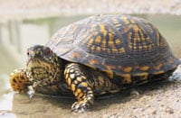 Proposed Indiana Reptile Regulations