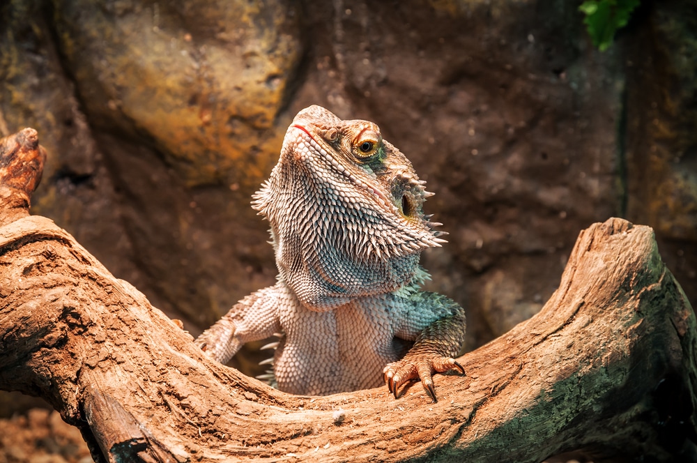 Hatch a Colorful Bearded Dragon