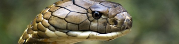 King Cobra Shutterstock 36767884