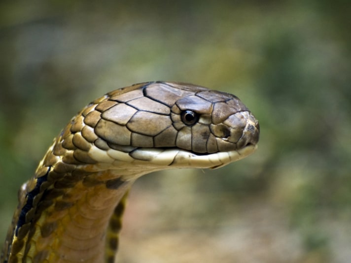 king cobra eating a python