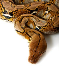 Python Persecution Continues