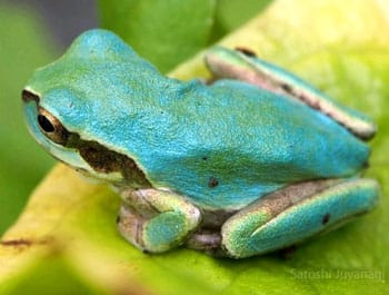 Mutant Rain Frog Found In Man’s Garden In Shunan, Japan