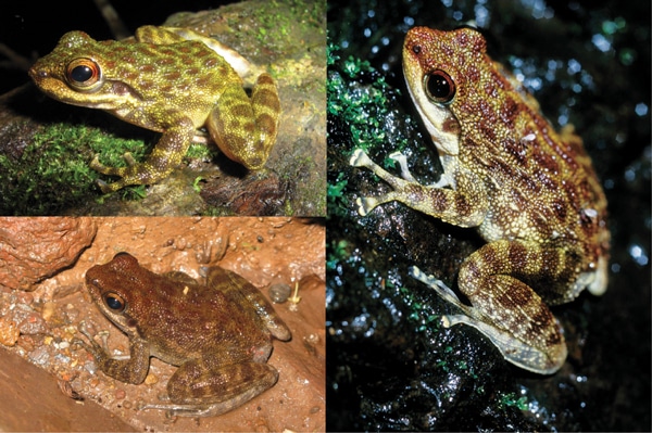 One Species Of Frog Has Morphed Into A Species Complex With 5 Frogs