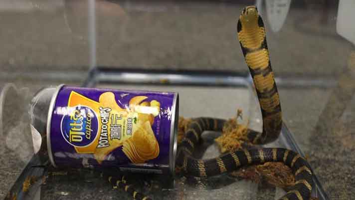 California Man Faces 20 Years In Jail For Smuggling Three King Cobras Into The United States