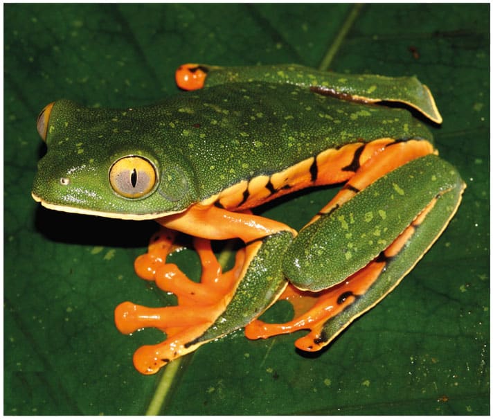 Frog Resembling Splendid Treefrog Identified As New Species