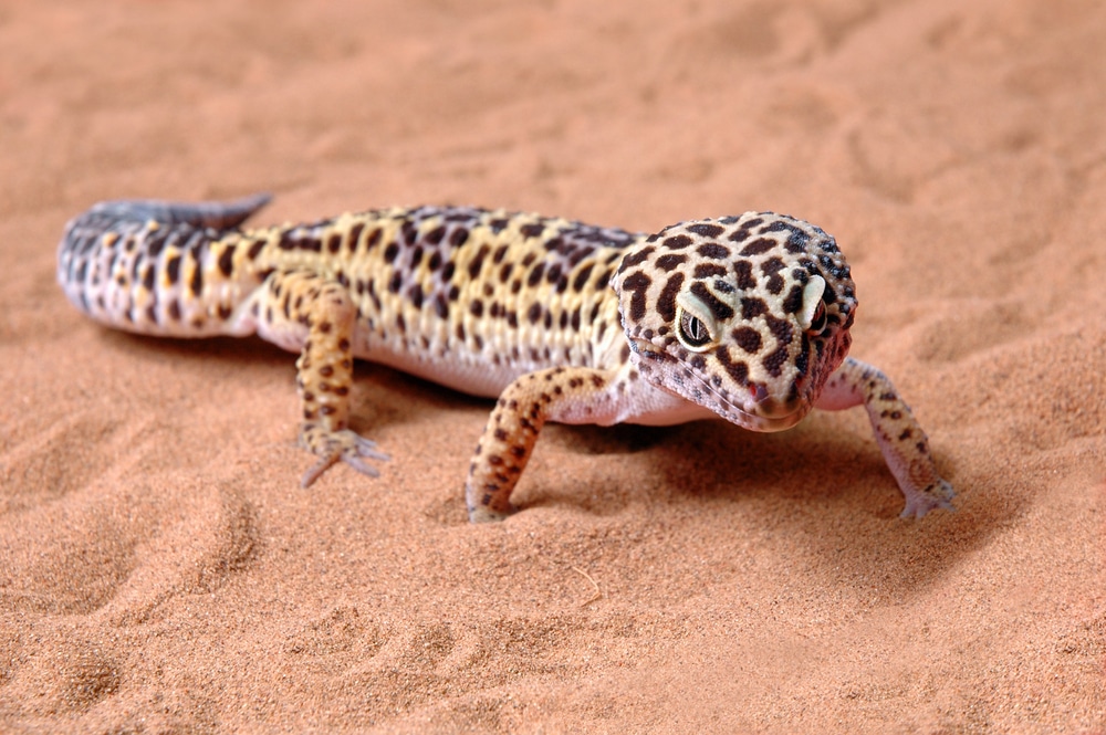 Leopard Gecko Cage Sand