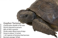 U.S. Fish And Wildlife Service Declines Threatened Listing For Gopher Tortoise