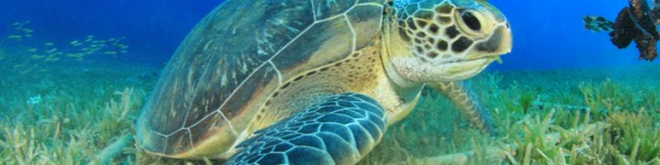 Green Sea Turtle Shutterstock 108224318