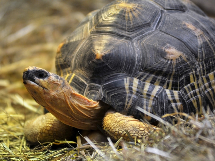 Radiated Tortoise Stolen From Australia’s Perth Zoo