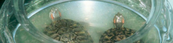 Red Eared Sliders Salmonella