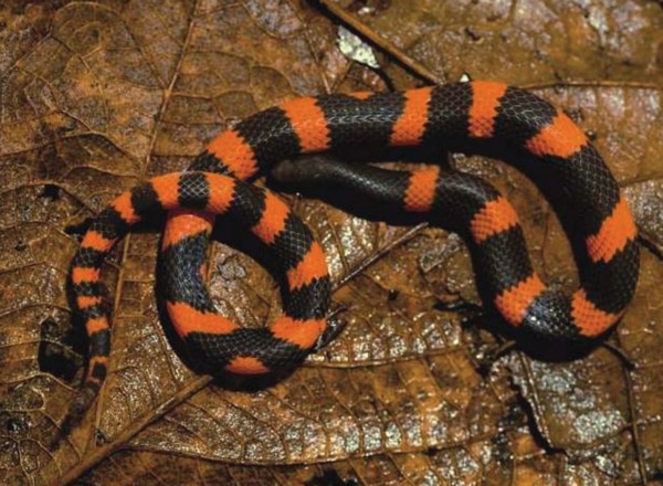Beautiful New Earth Snake From Mexico Described