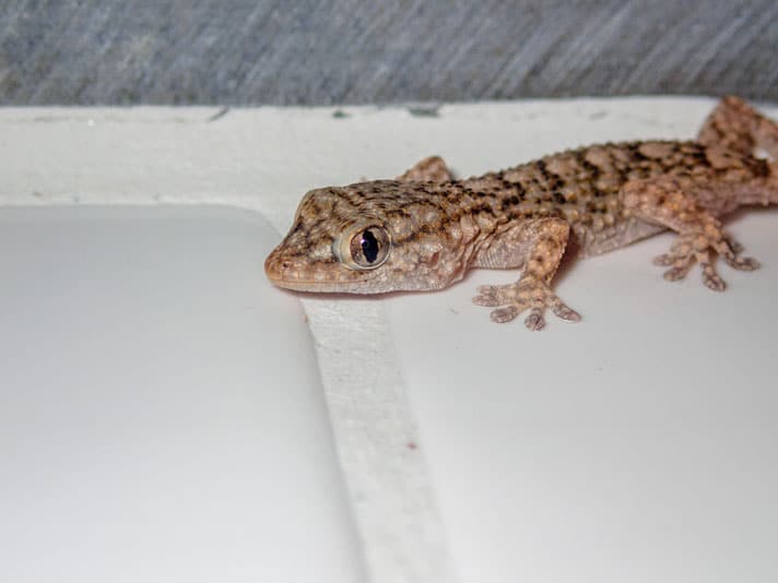 Reptile Rescue In Devon, United Kingdom Closes After 10 Years Helping Herps