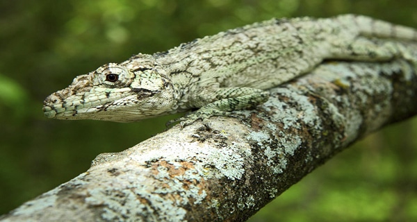 New Anole Species Discovered in the Dominican Republic
