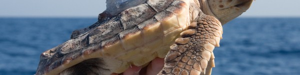Loggerhead Satellite