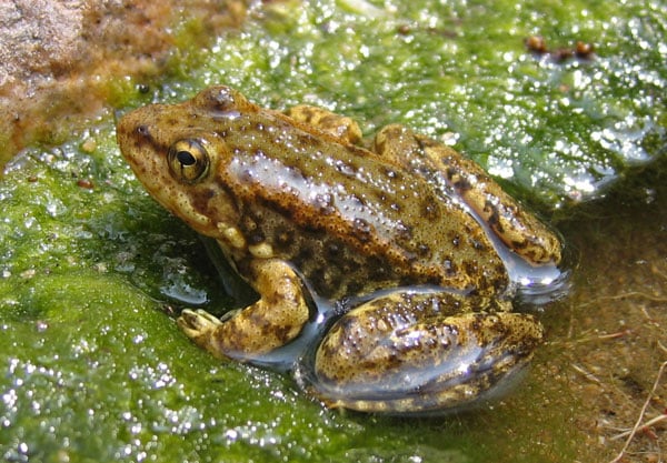 USFWS To Develop Recovery Plan For Mountain Yellow-legged Frog