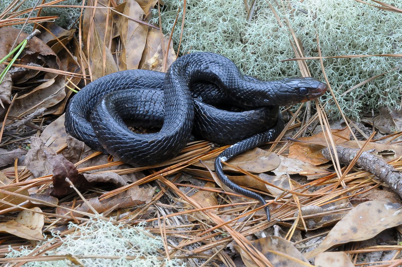Eastern Indigo Snakes Breeding On Their Own In Alabama