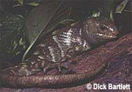 Solomon Island Prehensile-tailed Skink