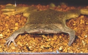 Surinam Toad