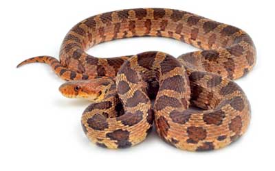 Western Fox Snake