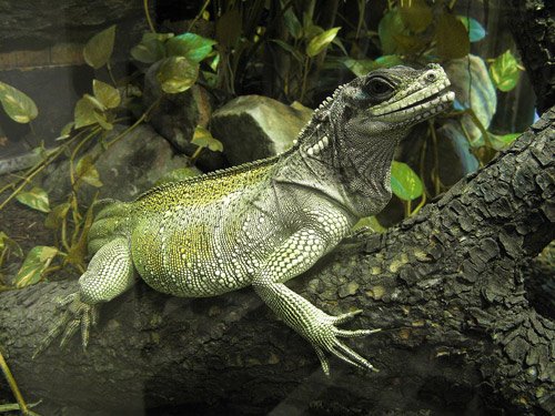 Sailfin Dragon